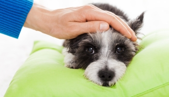 Patting the dog's head