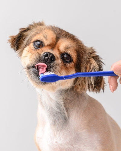 A dog is brushing his teeth with blue toothbrush