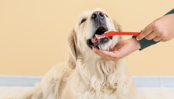 A person gently brushes the teeth of a dog