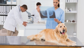 A vet is checking x-ray of the dog