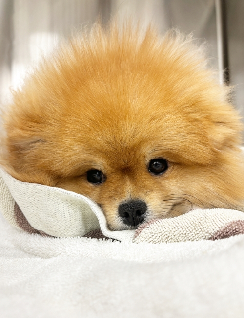 A small dog is sprawled on a blanket