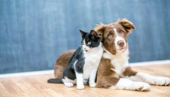 A dog and a cat are sitting on a floor