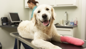 A dog is lying down on a table