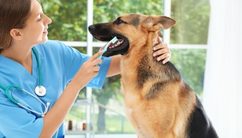 The vet is brushing the dog's teeth