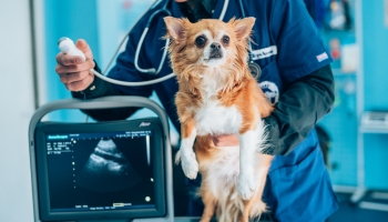 The vet is checking up the dog